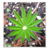 Lupin Leaf Foto Afdruk (Voorkant)