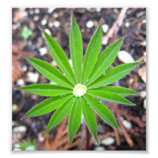 Lupin Leaf Foto Afdruk