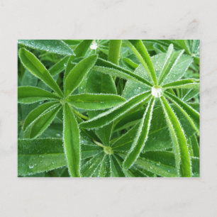 Lupin Leaves Botanische fotografie Briefkaart