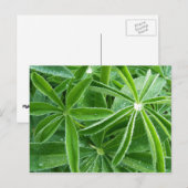 Lupin Leaves Botanische fotografie Briefkaart (Voorkant / Achterkant)