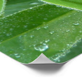 Lupin Leaves Botanische fotografie Poster (Hoek)