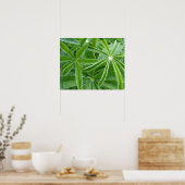 Lupin Leaves Botanische fotografie Poster (Keuken)