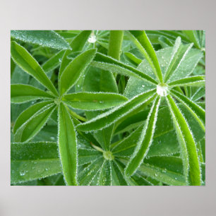 Lupin Leaves Botanische fotografie Poster