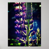 Lupina Photo Poster (Voorkant)