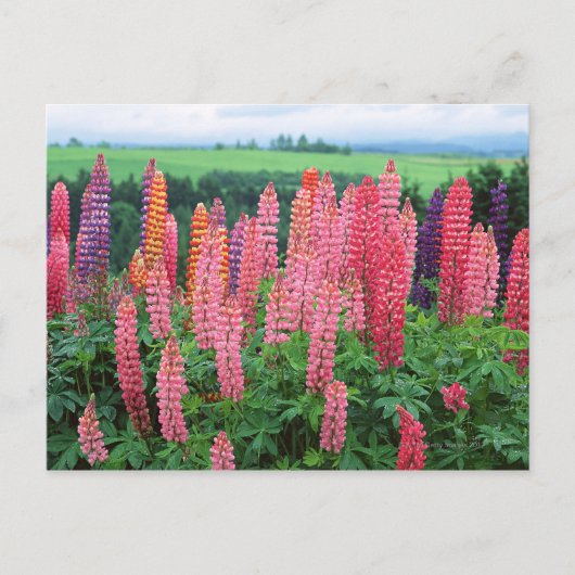 Lupine 2 briefkaart (Voorkant)
