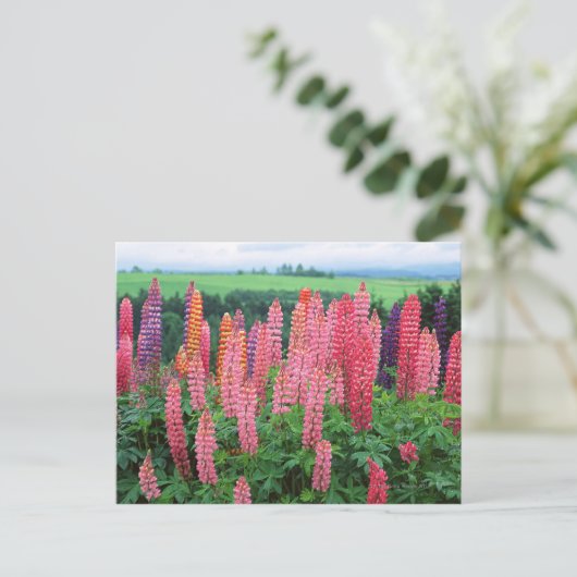 Lupine 2 briefkaart (Staand voorkant)