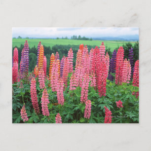 Lupine 2 briefkaart