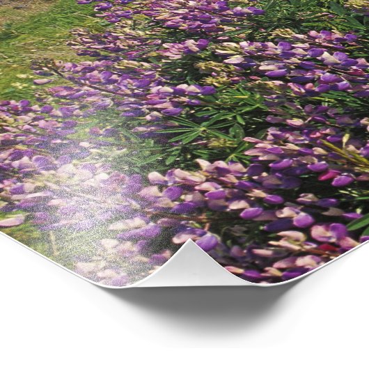Lupine bloemen en rugge kustlijn langs foto afdruk (Hoek)