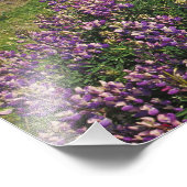 Lupine bloemen en rugge kustlijn langs foto afdruk (Hoek)