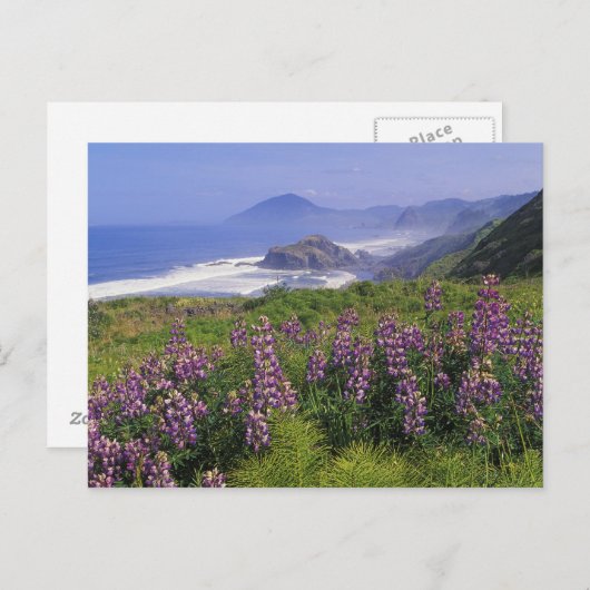Lupine bloemen en ruige kustlijn langs briefkaart (Voorkant / Achterkant)