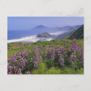 Lupine bloemen en ruige kustlijn langs briefkaart