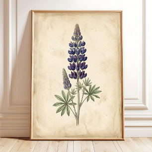 Lupine Botanische Vintage Muur Kunst Canvasprint Poster