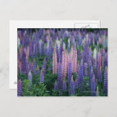 Lupine Briefkaart (Voorkant / Achterkant)