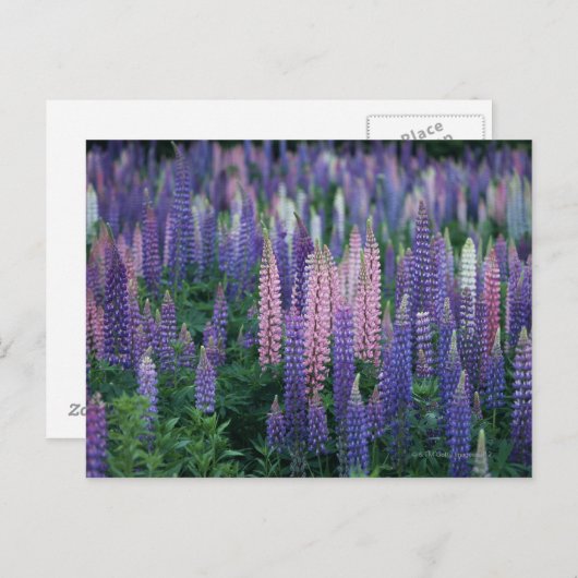 Lupine Briefkaart (Voorkant / Achterkant)