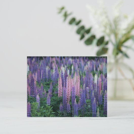 Lupine Briefkaart (Staand voorkant)