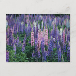 Lupine Briefkaart