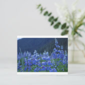 lupine-briefkaart briefkaart (Staand voorkant)
