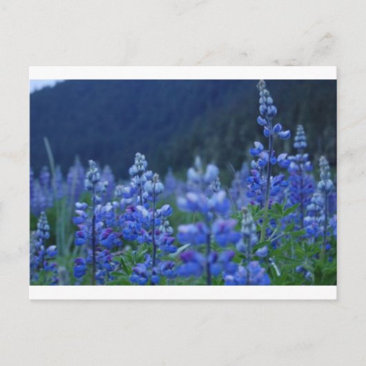 lupine-briefkaart briefkaart (Voorkant)
