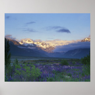 Lupine en de hoofdivisie, Arthur's Pass, South Poster
