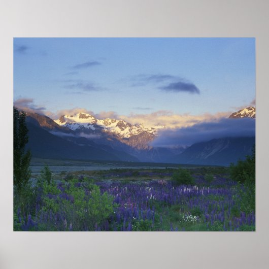 Lupine en de hoofdivisie, Arthur's Pass, South Poster (Voorkant)