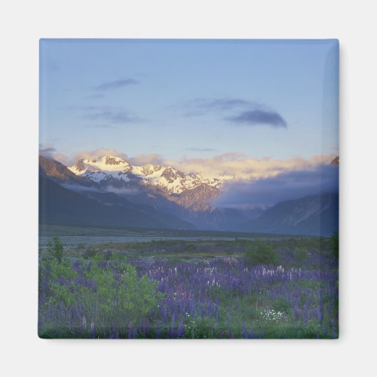 Lupine en de Main Divide, Arthur's Pass, Zuid Magneet (Voorkant)