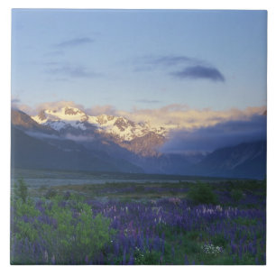 Lupine en de Main Divide, Arthur's Pass, Zuid Tegeltje