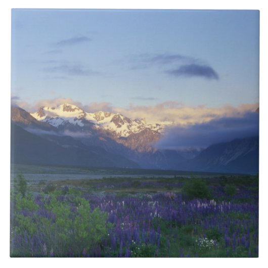 Lupine en de Main Divide, Arthur's Pass, Zuid Tegeltje (Voorkant)