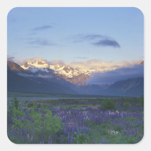 Lupine en de Main Divide, Arthur's Pass, Zuid Vierkante Sticker (Voorkant)