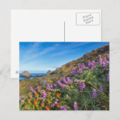 Lupine- en verfkwast-wilde bloemen briefkaart (Voorkant / Achterkant)