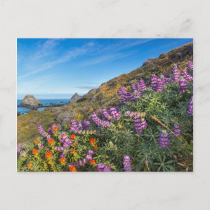 Lupine- en verfkwast-wilde bloemen briefkaart
