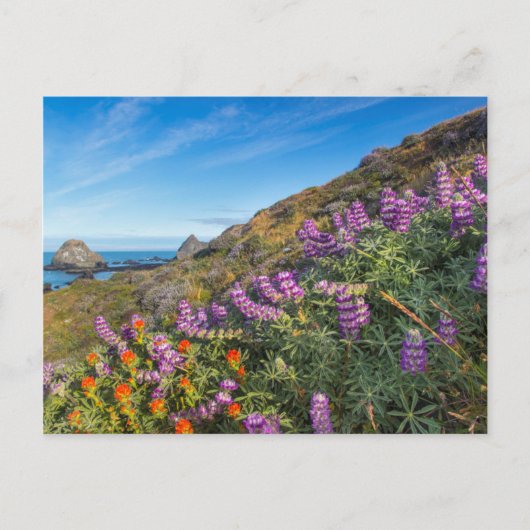 Lupine- en verfkwast-wilde bloemen briefkaart (Voorkant)