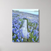 Lupine Field Canvas Afdruk (Voorkant)