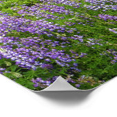 Lupine field, Humbolt kust, Californië, VS. Poster (Hoek)