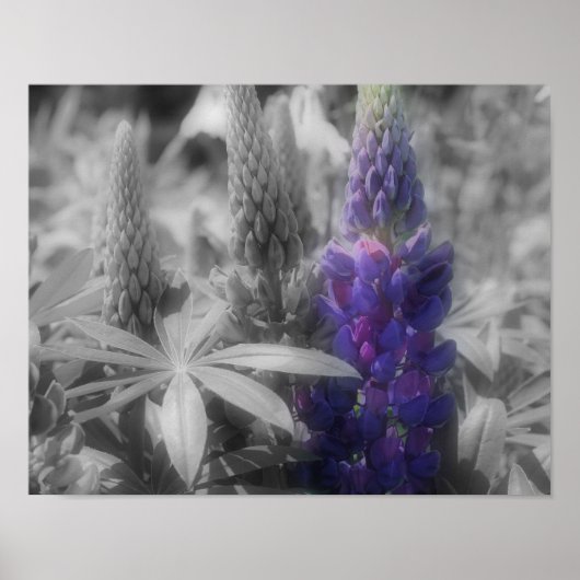 Lupine Flower Trio Partiële kleur Poster (Voorkant)