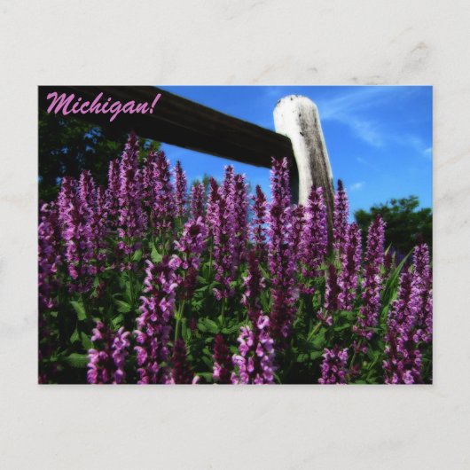Lupine Garden Briefkaart (Voorkant)