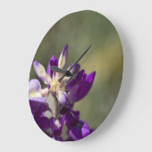 Lupine Grote Klok (Hoek)