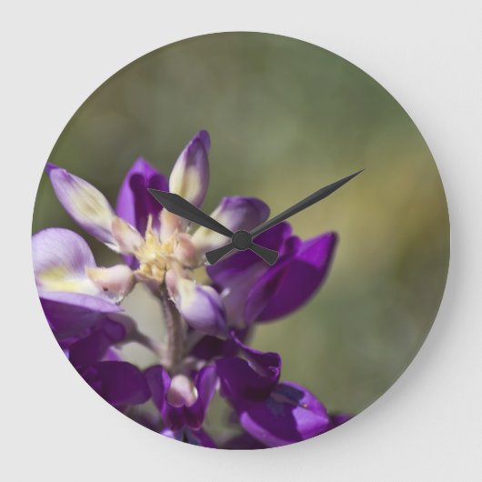 Lupine Grote Klok (Voorkant)