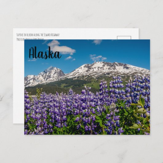 Lupine in Bloom Alaskan Briefkaart (Voorkant / Achterkant)