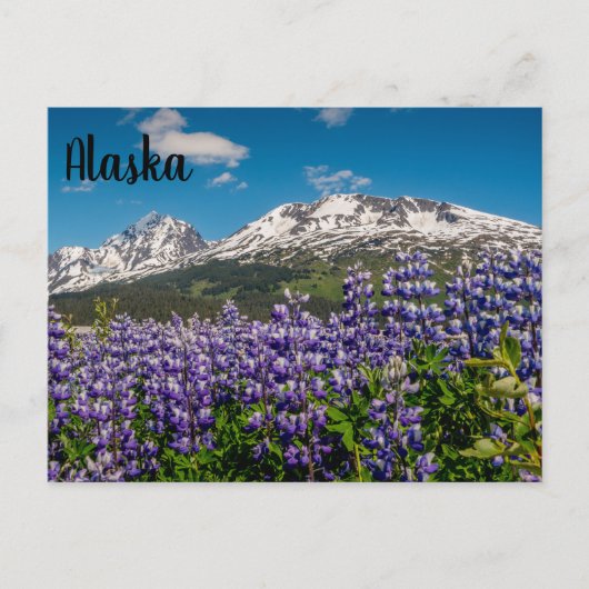 Lupine in Bloom Alaskan Briefkaart (Voorkant)