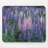 Lupine Muismat (Voorkant)