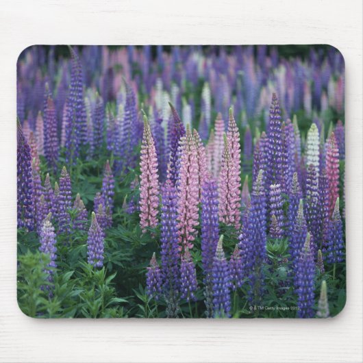 Lupine Muismat (Voorkant)