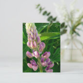Lupine Pink Briefkaart (Staand voorkant)