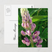 Lupine Pink Briefkaart (Voorkant / Achterkant)