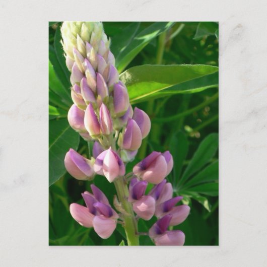 Lupine Pink Briefkaart (Voorkant)