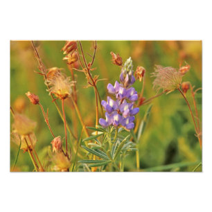 Lupine & Prairie Smoke wilde bloemen in Montana 2 Foto Afdruk