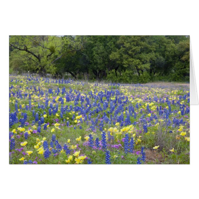 Lupine, sleutelbloem en flox (Voorkant Horizontaal)