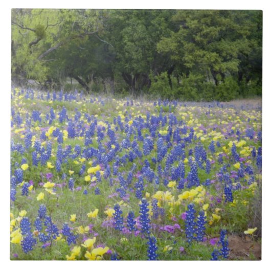 Lupine, sleutelbloem en flox tegeltje (Voorkant)