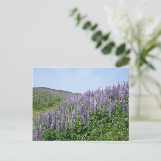 Lupine Valley Briefkaart (Staand voorkant)