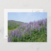 Lupine Valley Briefkaart (Voorkant / Achterkant)