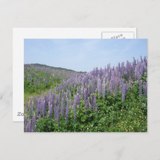 Lupine Valley Briefkaart (Voorkant / Achterkant)